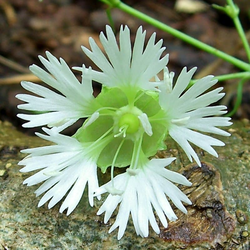 Génétique des populations d'une plante et de son papillon pollinisateur parasite