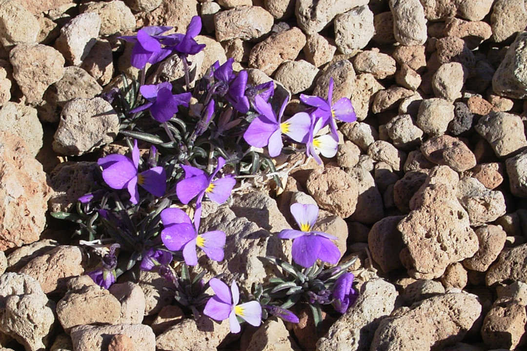 Genética de la conservación y estimaciones de cambio de nicho de la Viola cheiranthifolia endémica y vulnerable