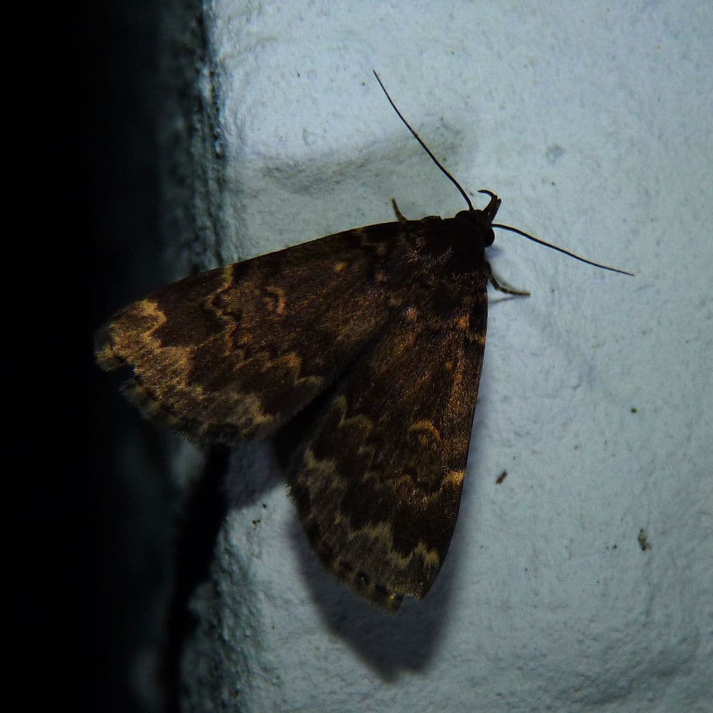 Idia lubricalis
