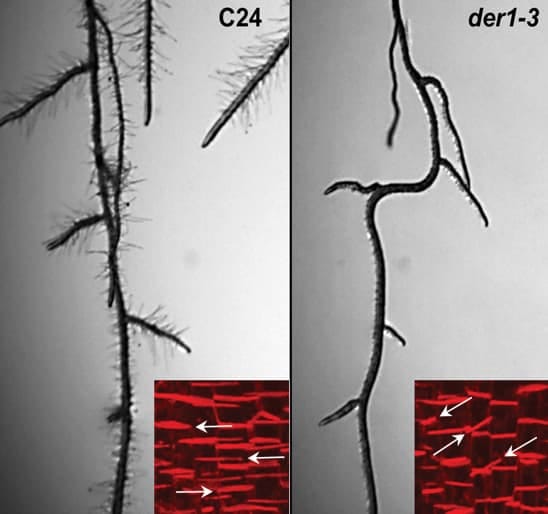 Citoesqueleto de actina, crecimiento y desarrollo de plantas en el mutante de pelo de raíz de Arabidopsis der1-3