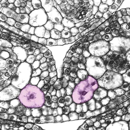 Células fusoides: un enfoque de desarrollo en Poaceae