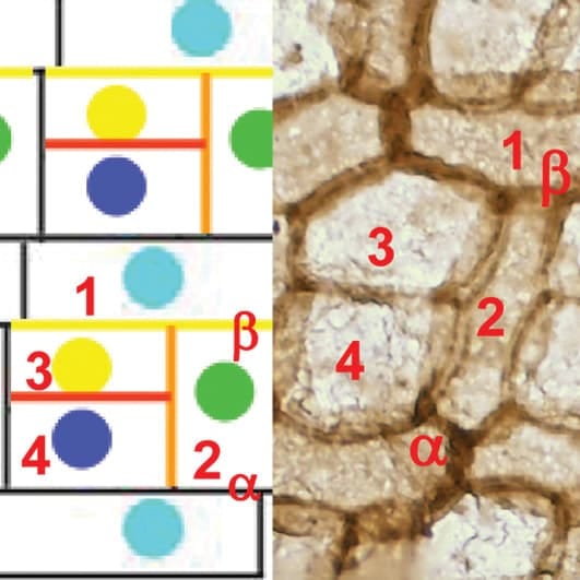 Modèle d'aréolation sphagnoïde dans les feuilles de mousses protosphagnales du Paléozoïque
