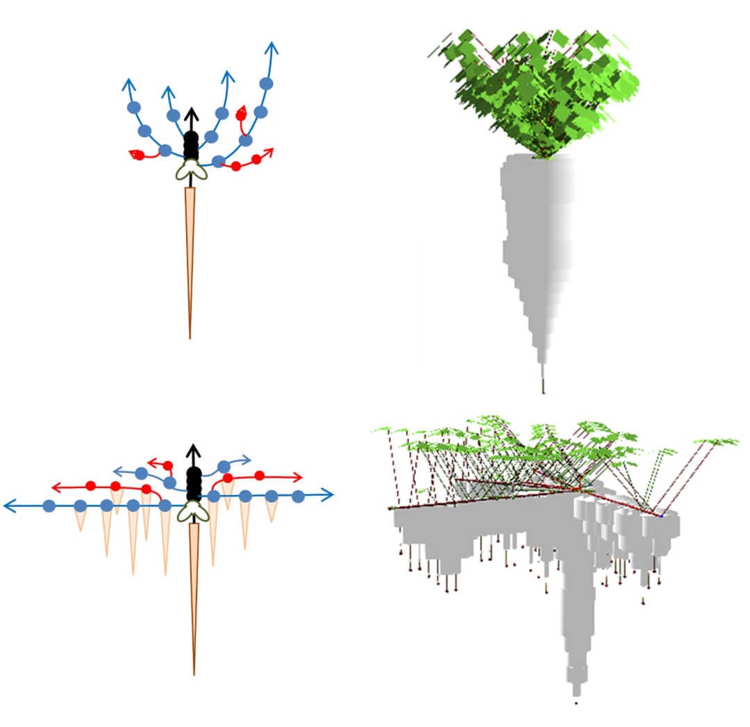 Appel à contributions : Modélisation de la croissance des plantes et applications à l'agroécologie et au phénotypage des plantes