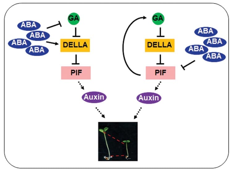El ácido abscísico inhibe la elongación del hipocótilo actuando sobre giberelinas, proteínas DELLA y auxina