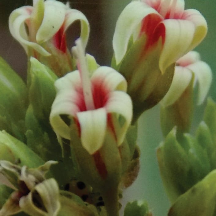 Osmophores et parfum floral chez Anacardium humile et Mangifera indica : une structure sécrétoire méconnue chez les Sapindales
