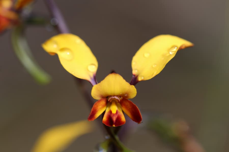 Mimétisme floral de Faboideae chez une orchidée australienne