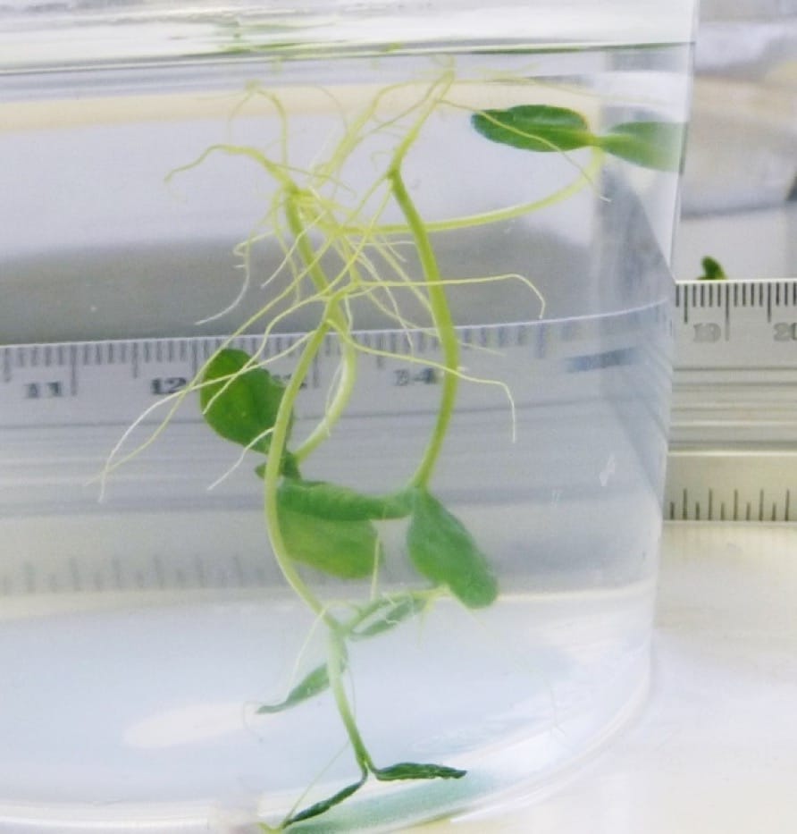 Tolérance aux inondations chez deux espèces d'arbres qui habitent à la fois la plaine inondable amazonienne et la savane sèche du Cerrado au Brésil