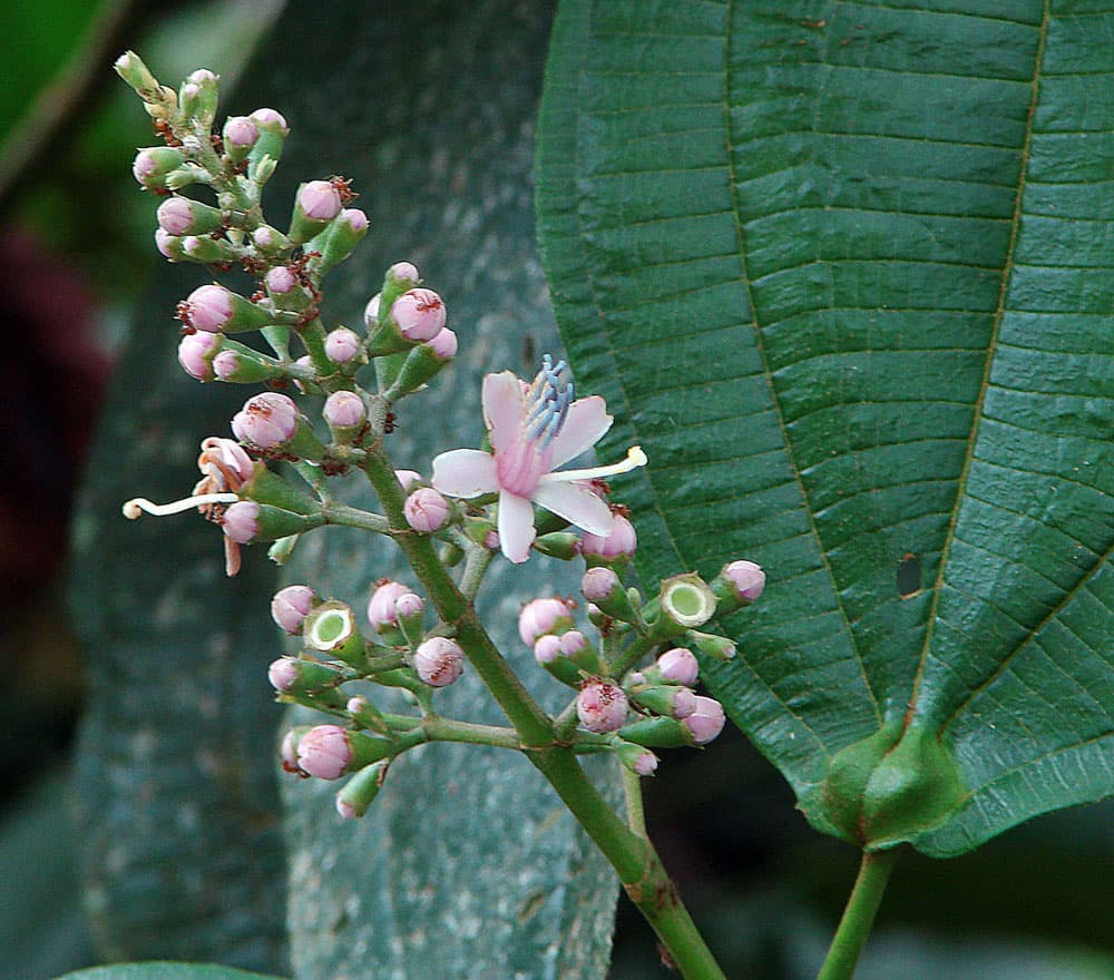 La planta de hormigas amazónicas pospone las defensas de las hormigas para escapar de las inundaciones