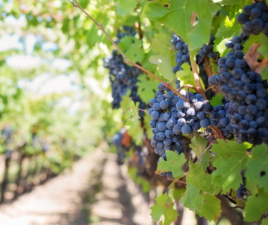 El ácido abscísico (ABA) y las bajas temperaturas aumentan la resistencia al frío en las yemas latentes de la vid