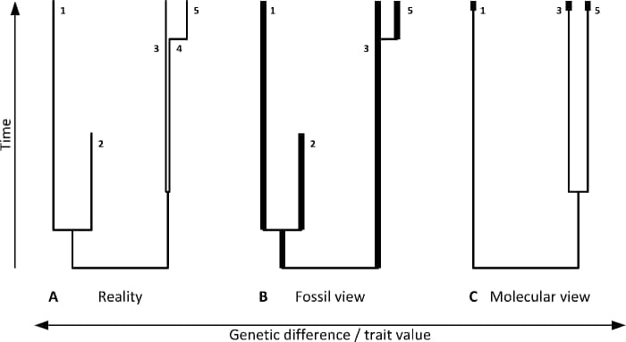 Diagramme des différentes lignes de preuve