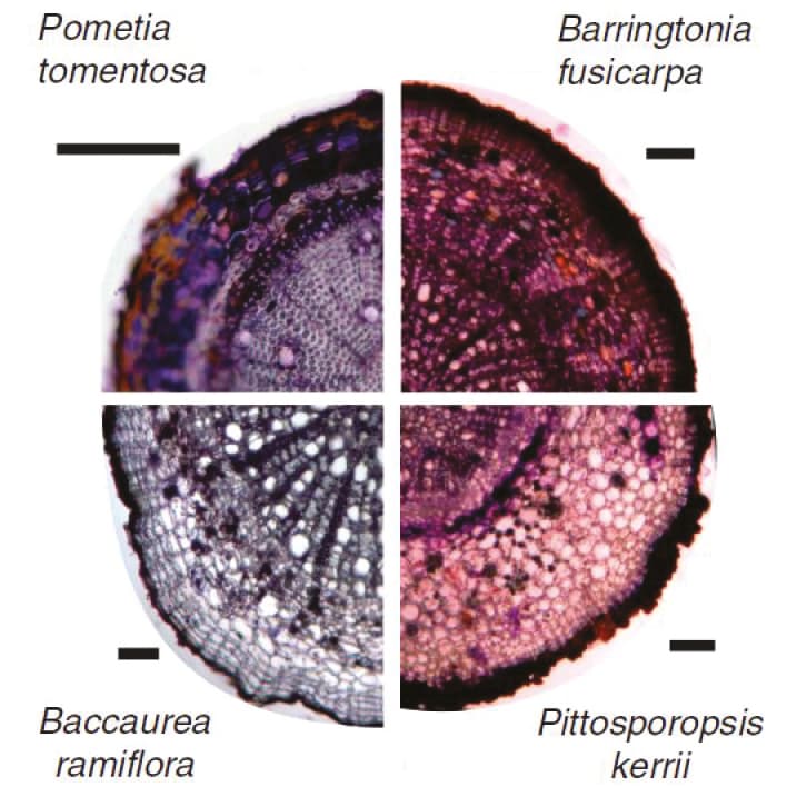 Características mecánicas de las raíces finas en función de la topología y la anatomía
