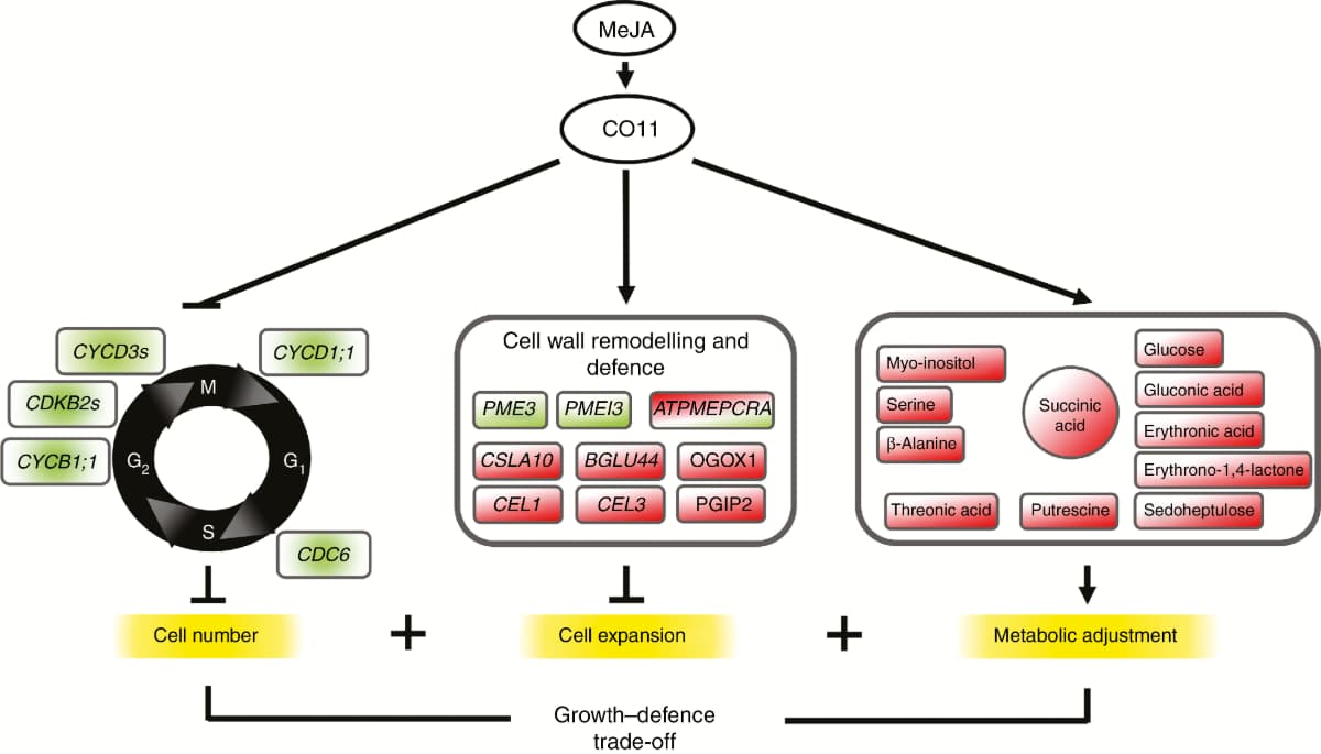 Crecimiento dependiente de COI1, cambios proteómicos y metabolómicos