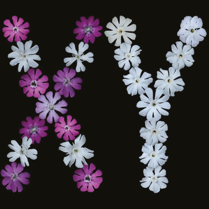 El sexo y la flor: aspectos del desarrollo de la evolución de los cromosomas sexuales