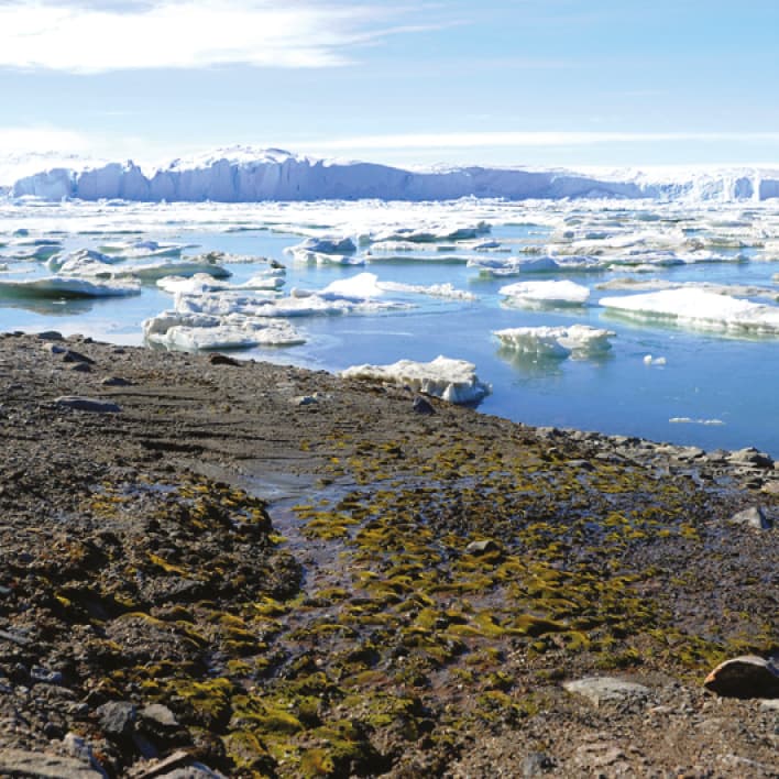 Risque potentiel de photo-dommages chez les organismes photosynthétiques de l'Antarctique