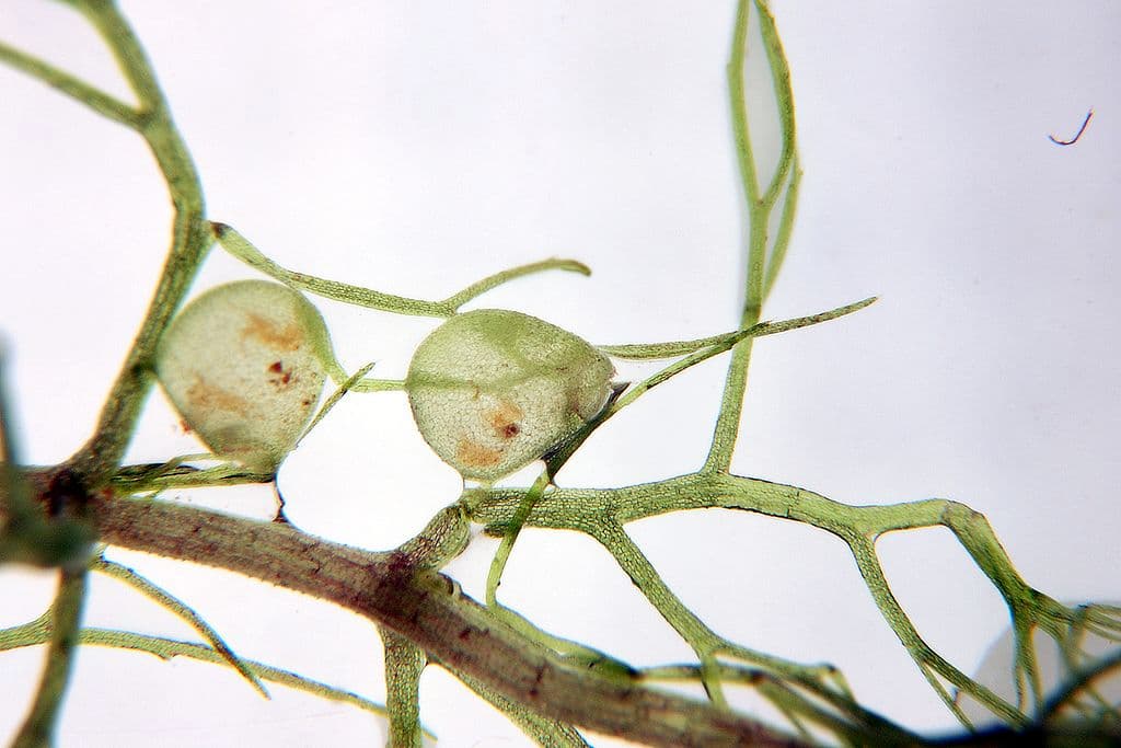 Utricularia aurea traps.