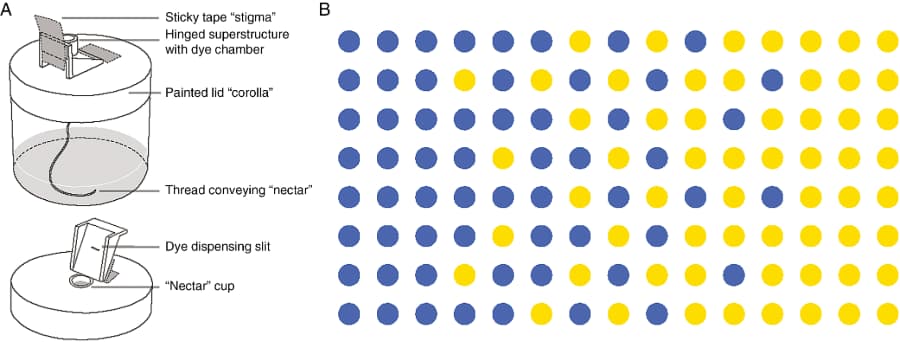 Quantité et pureté de la pollinisation