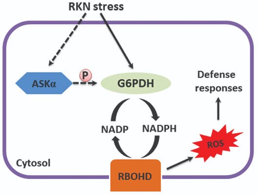 Déshydrogénase cytosolique dans les réponses d'Arabidopsis à l'infection par les nématodes à galles