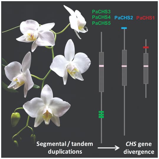 Evolución divergente de la familia de genes de chalcona sintasa en orquídeas Phalaenopsis