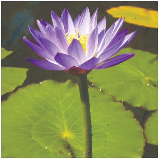 Latencia morfofisiológica descrita en semillas de nenúfares (Nymphaea)