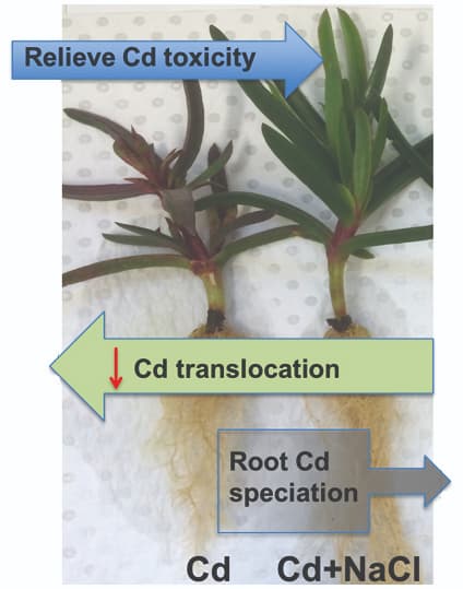 La salinidad disminuye la translocación de cadmio en la halófita Carpobrotus rossii