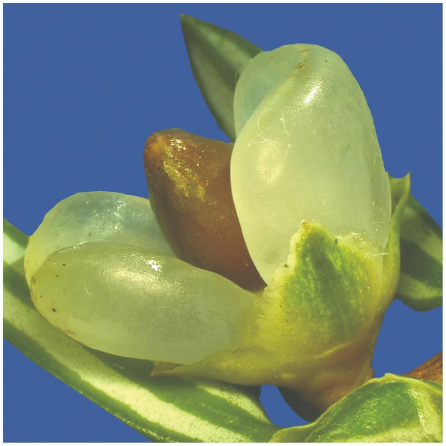 Implications évolutives des tératologies des cônes de graines chez Pseudotaxus chienii
