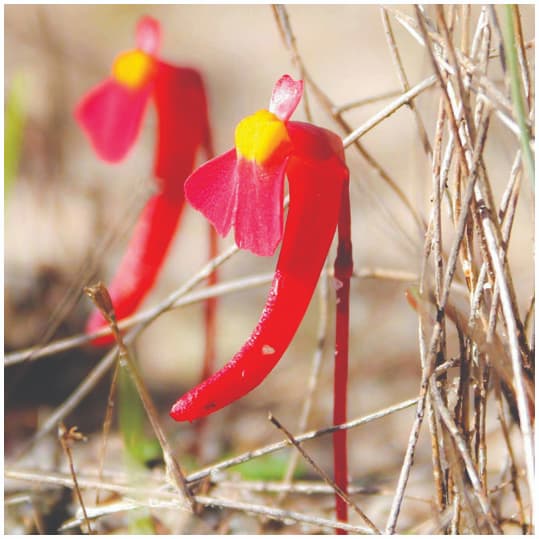 Micromorfología floral de Utricularia carnívora polinizada por aves