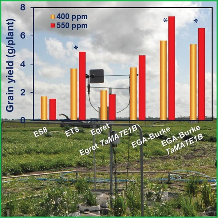 Le CO2 élevé augmente le rendement du blé résistant à l'aluminium dans un sol acide