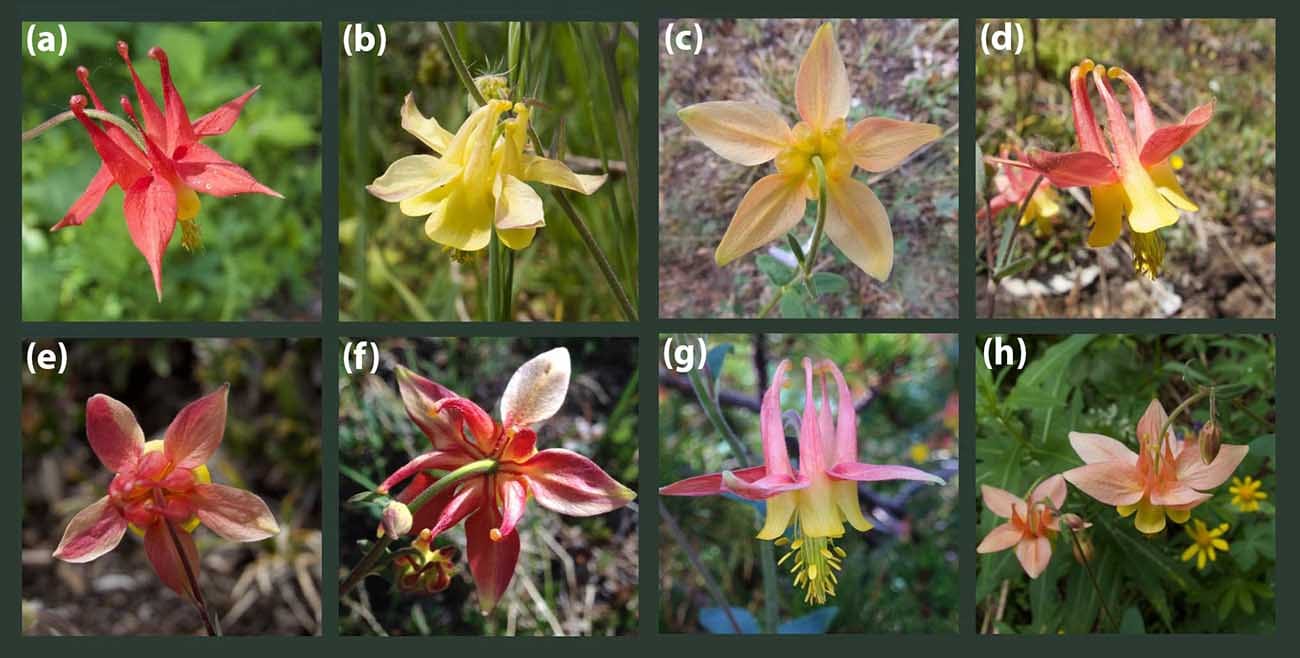 Sur l'origine des hybrides orphelins entre Aquilegia formosa et Aquilegia flavescens