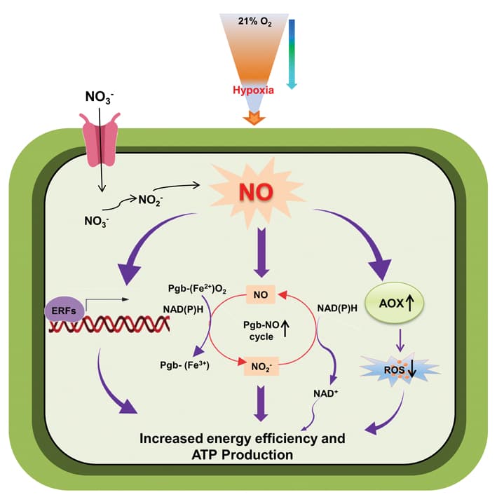 La nutrition en nitrate améliore l'efficacité énergétique en cas de stress hypoxique
