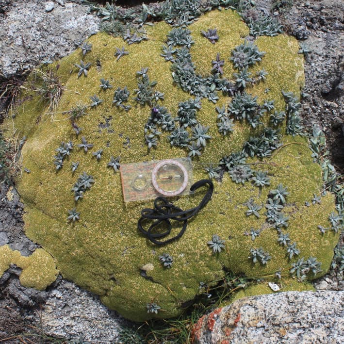 Traits fonctionnels des plantes vasculaires colonisant les coussins alpins