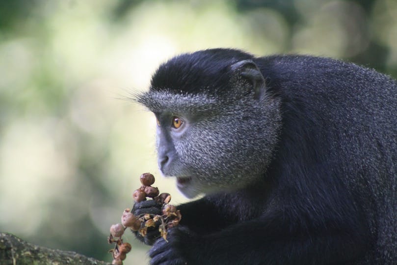 La tala y la caza de baja intensidad tienen efectos a largo plazo en la dispersión de semillas pero no en la fecundidad en los bosques afrotropicales