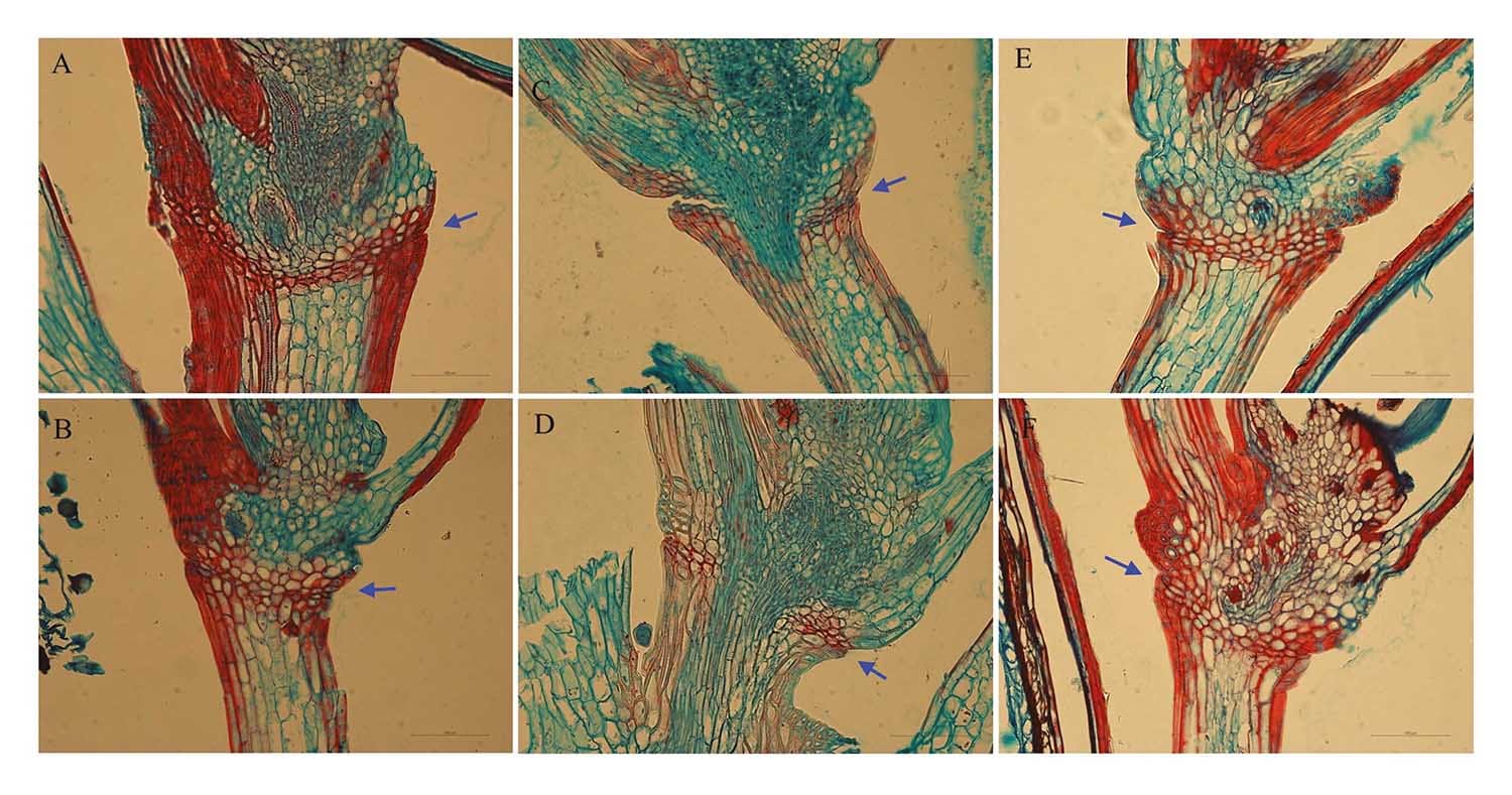 Identificación y expresión de genes que controlan el desgrane de semillas en Lolium perenne