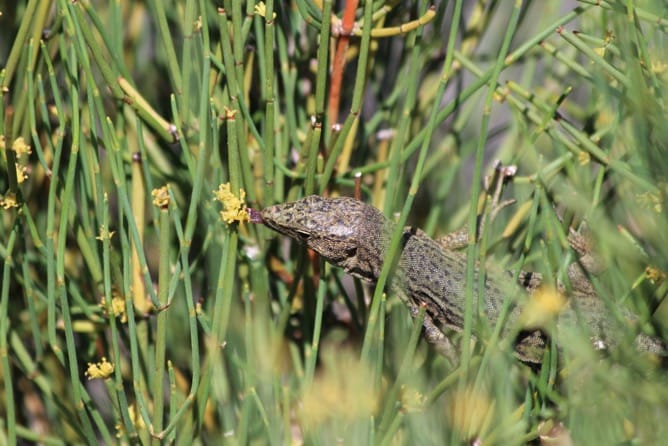 Evidencia de una doble interacción mutualista entre un lagarto y una gimnosperma mediterránea