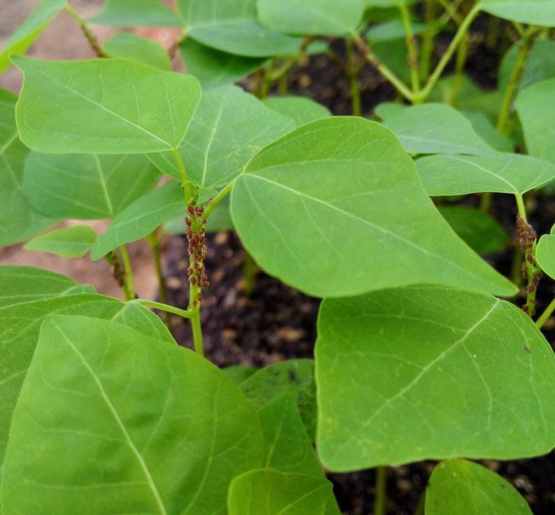 Inducción específica de herbívoros de respuestas defensivas indirectas y directas en hojas y raíces