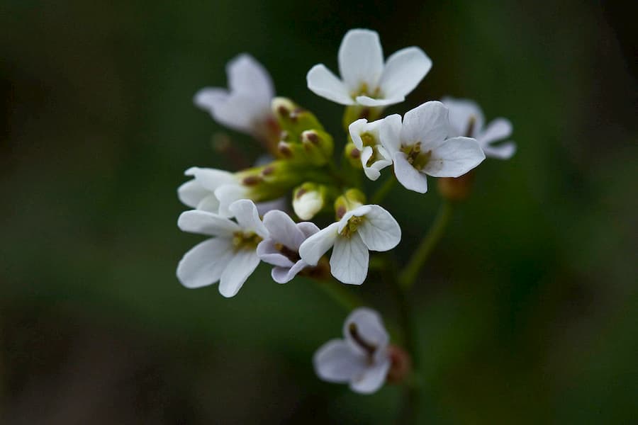What is photoperiodically regulated in Arabidopsis lyrata?