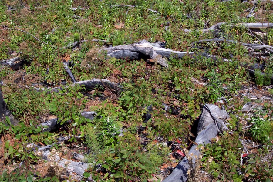 Plántulas de E. regnans en masa