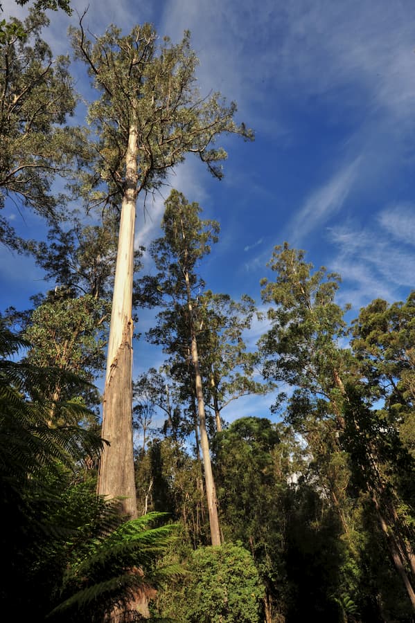 ¿Cómo persiste el apareamiento mixto, cuando la autopolinización asegura que una planta no se reproduzca?