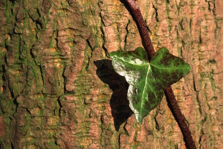 ¿Las lianas gastan menos recursos en las raíces como apoyo que otras plantas?