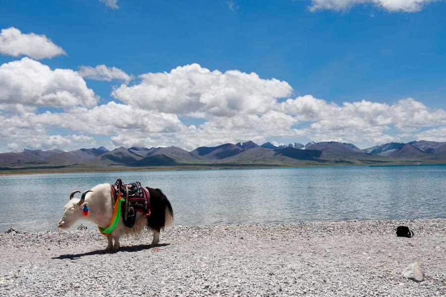 Los arbustos enanos de la meseta tibetana dan señales de la humedad del aire en el pasado