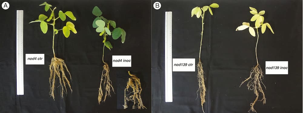 La lignée mutante de soja hypernodulante nod4 dépourvue d'"autorégulation de la nodulation" a une capacité de transport d'eau limitée de la racine à la pousse