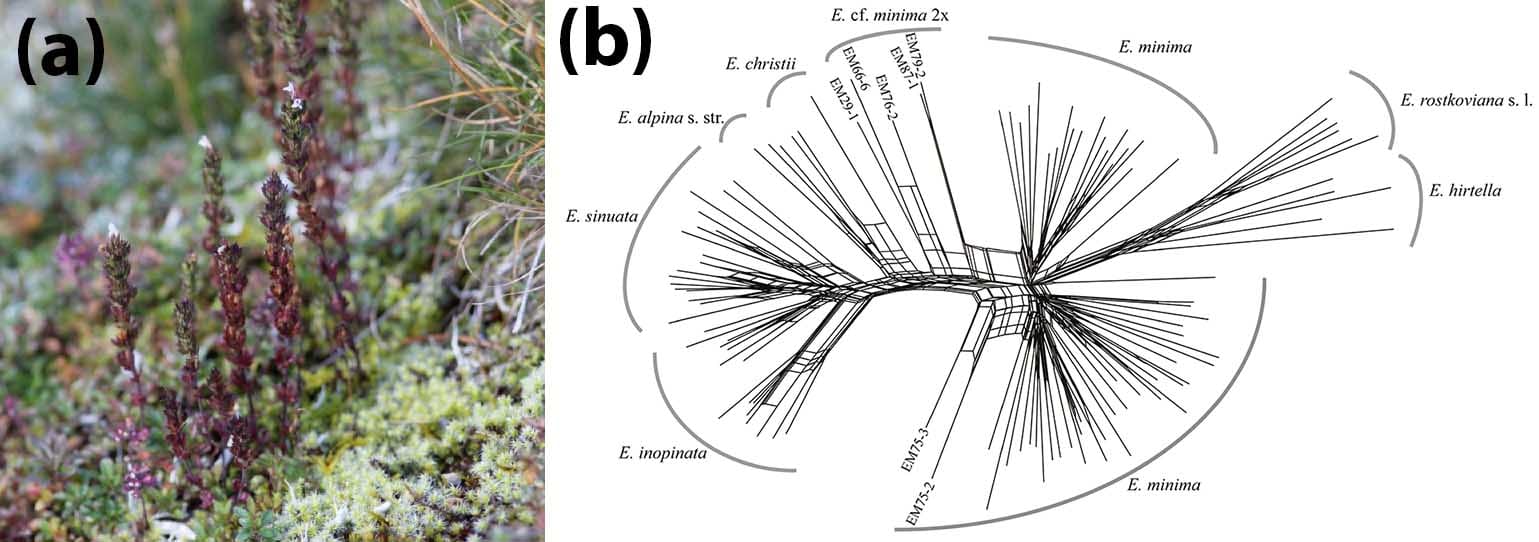 La especie eufrasia Euphrasia inopinata