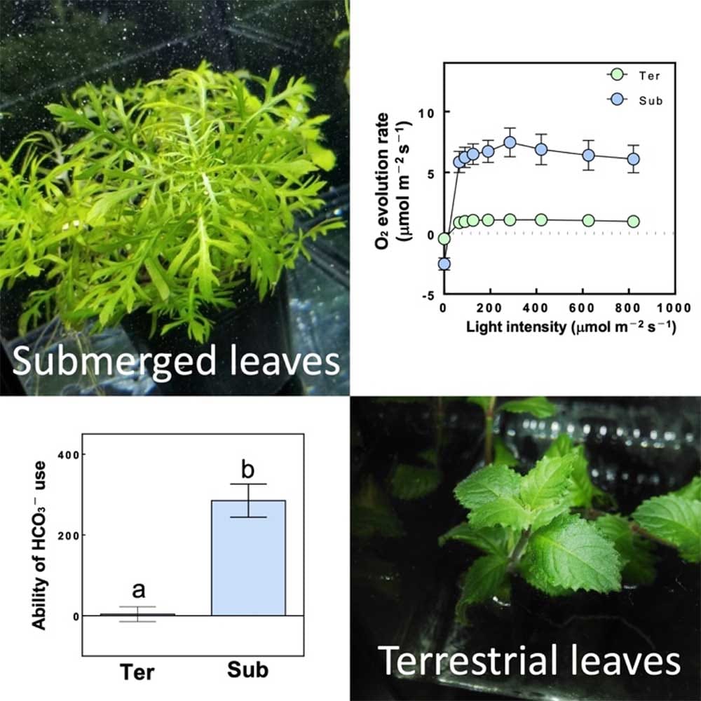 Photosynthetic acclimation of terrestrial and submerged leaves in the amphibious plant Hygrophila difformis