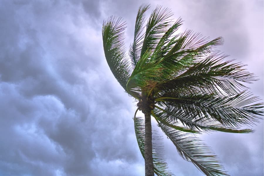 How do plants bend when storms break on shore?
