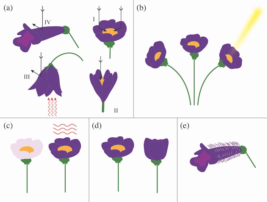 Floral attributes that increase exogenous heat capture.