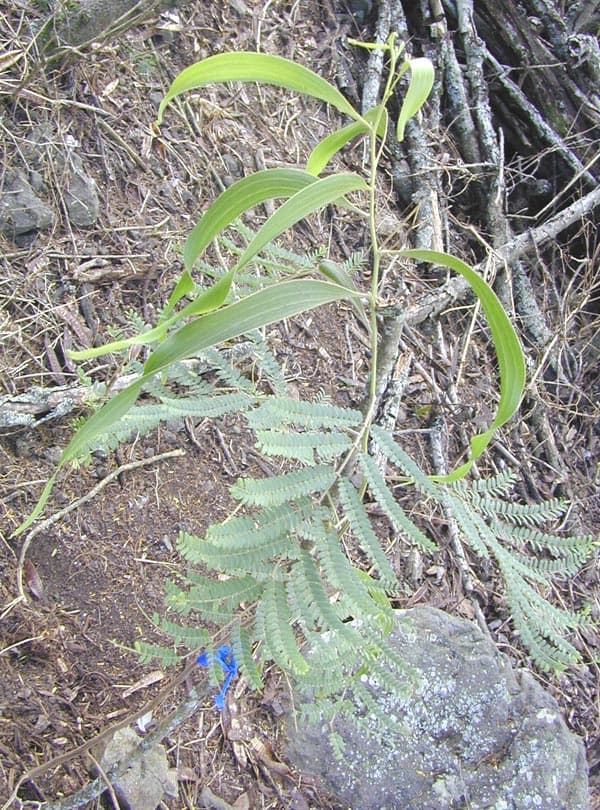 ¿Cuándo sabe la Acacia koa que es hora de crecer?