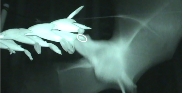 Las bromelias se vuelven locas: partición de polinizadores entre las bromeliáceas quiropterófilas simpátricas