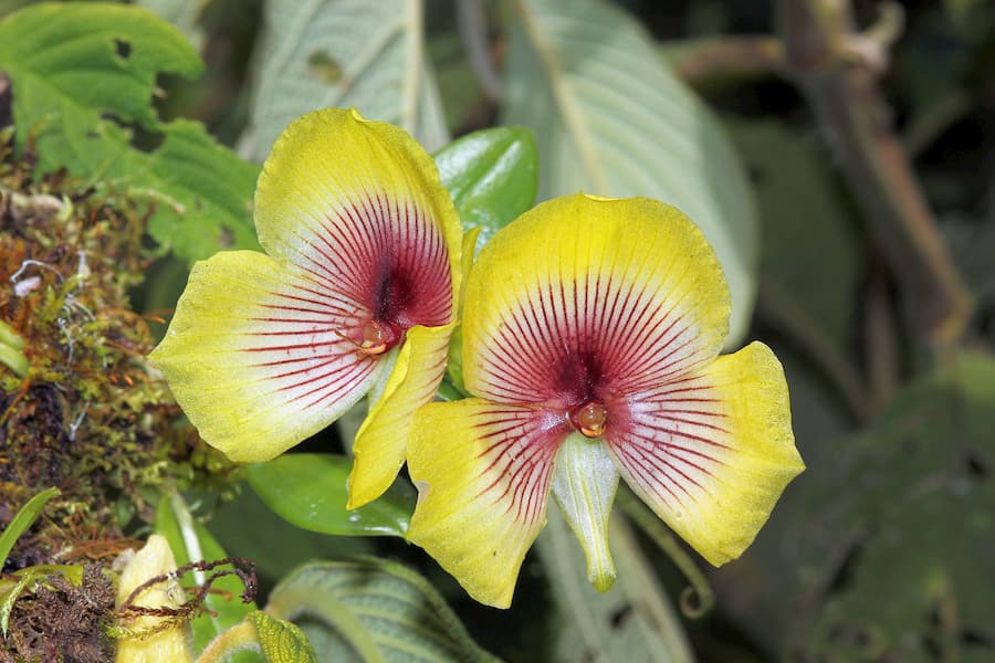 The orchid that mimics not just one organism but two