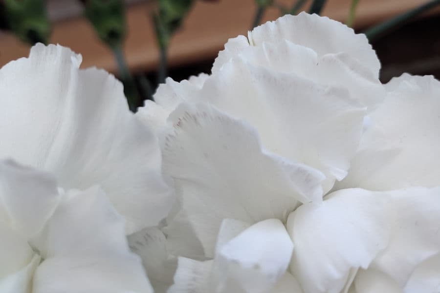 Pétalos con marcas negras muy pequeñas