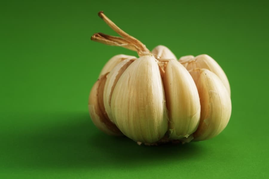 Modélisation de la croissance des feuilles chez l'ail