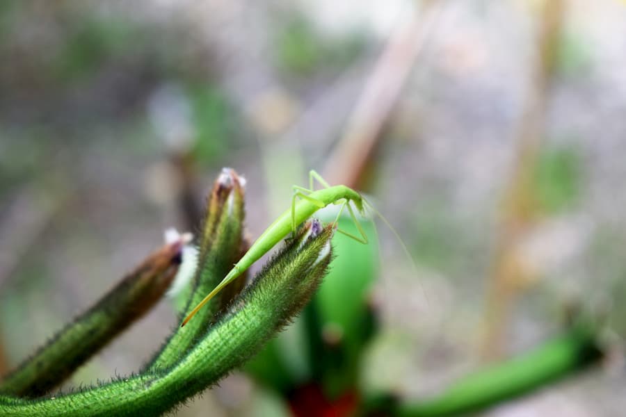 Grillo de arbusto hambriento